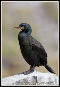 European Shag