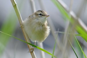 Juvenile Sedge Warbler...