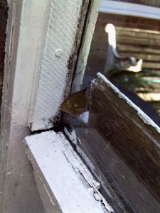 Ringlet butterflie