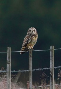 Short-eared Owl