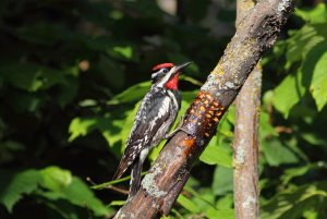 Yellow-bellied Sapsucker