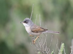 Spectacled Warbler