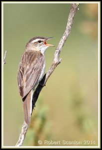 Singing Sedge Warbler