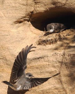 Sand Martin