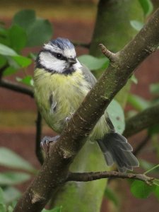 Adult Bluetit