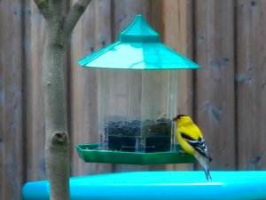 Finch on the feeder