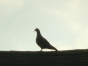 Mourning Dove silhouette