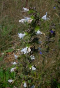 Viper's Bugloss - WHITE