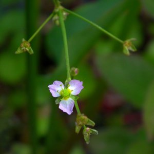 Water-plantain