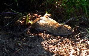 Field Vole