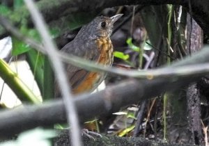 Thicket Antpitta