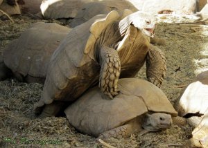 Turtle's in mating season