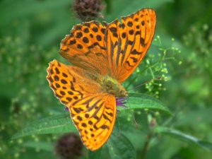 Silver - washed Fritillary