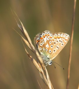 Common Blue