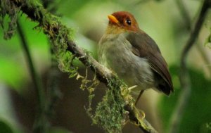 Hooded Antpitta - Grallaricula cucullata