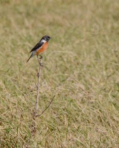 African Stonechat