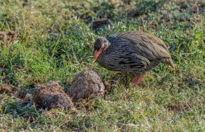 Red-necked Spurfowl