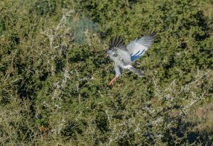 Pale Chanting Goshawk