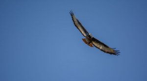 Jackal Buzzard