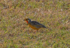 Cape Longclaw