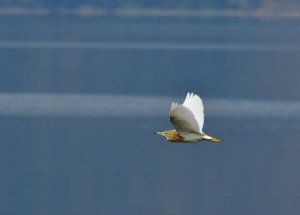 Squacco Heron in flight