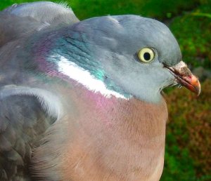 Woodpigeon