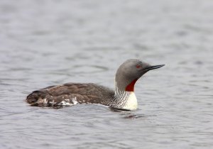 Red-throated Diver