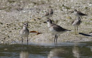 Black-bellied Plover and friends