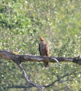 honey buzzard female