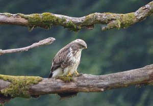 juvenile buzzard (I think)