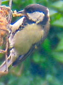 GREAT TIT