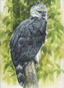 Harpy eagle study