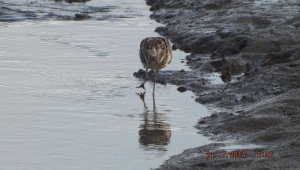 Curlew