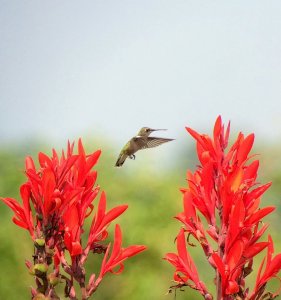 Ruby-throated Hummingbird