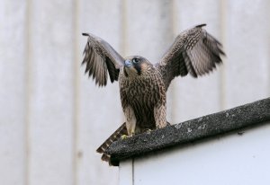 Pertegrine Falcon (juvenile)