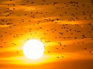 Starlings in setting sun