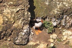 puffin_cropped