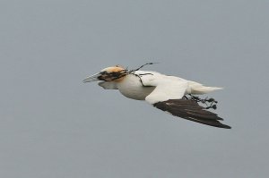 A day at Bempton