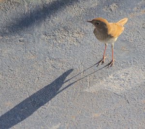 Thrush Nightingale