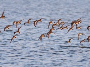 A group of Sandpipers flying