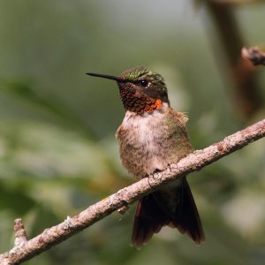 Ruby-throated humingbird