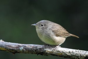 House Wren, juvenile