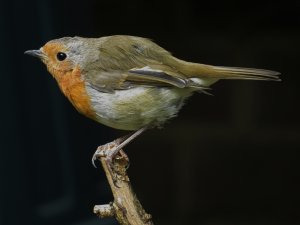 Robin - Handheld at 1/20 sec!