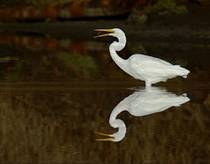 A true and clear double vision of a great Egret in water.