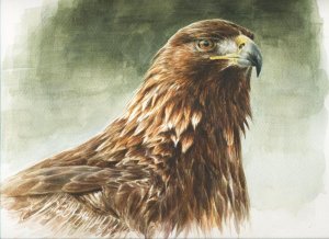Golden eagle head study