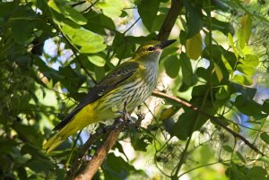 In the canopy