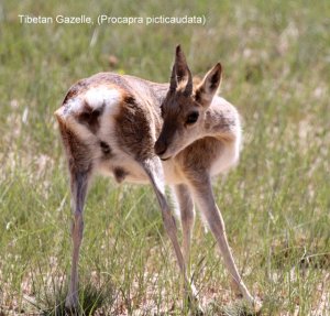 Tibetan Gazelle