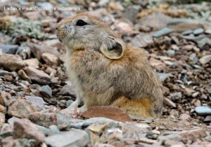 Ladak Pika