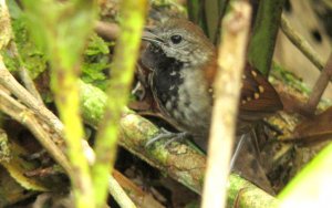 NEW FOR OPUS! - Gray-bellied Antbird - Myrmeciza pelzelni - Mitu, Amazonia