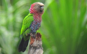 NEW FOR OPUS! - Red-fan Parrot - Deroptyus accipitrinus 2 - Mitu, Amazonia